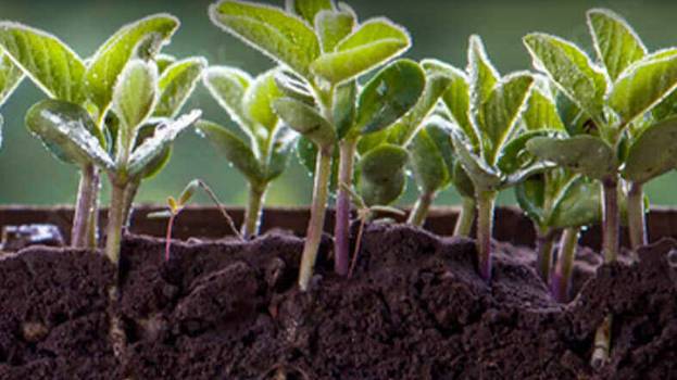 AMVAC GreenSolutions Launches BioWake Dual-Use Biological Seed Lubricant