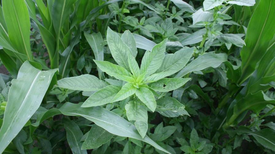 Post-Covid, U.S. Ag Strives to Balance Cost, Weed Management