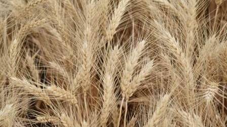 Vayantis Fungicide Seed Treatment Protects Pulse and Cereal Crops From Pythium