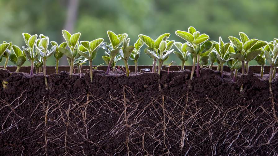 Young Soybeans Plant