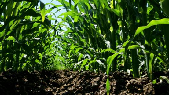 Pattern Ag Amplifies Analytics Tool to Predict the Presence of Foliar Diseases in Corn and Soybeans