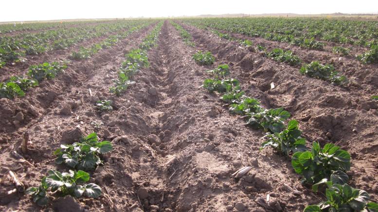 Emerging Fusarium Species and Their Implications for Potato Dry Rot Management