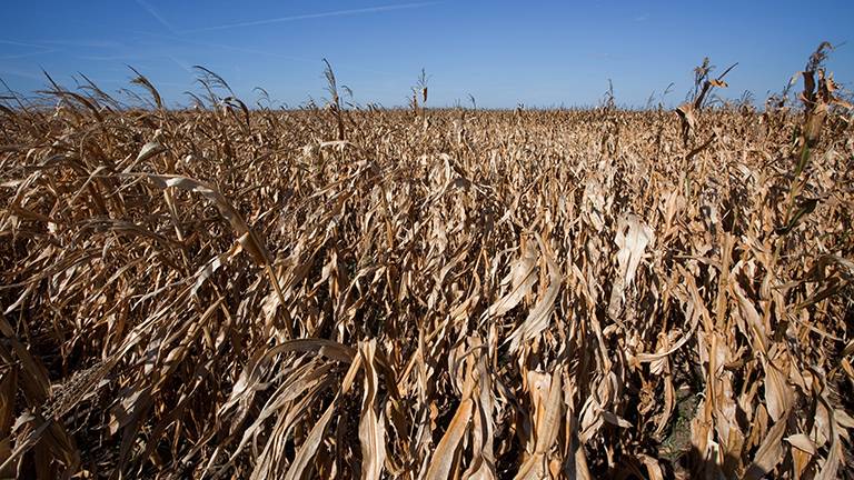 New GSI Connect Mobile App to Improve Grain Quality and Profitability