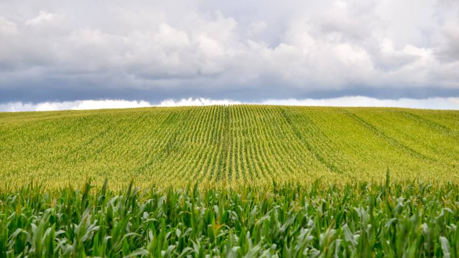 Scouting Corn Still a Priority in August