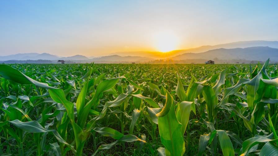 AMVAC GreenSolutions Launches BioWake Prime to Safeguard Against Corn Rootworm