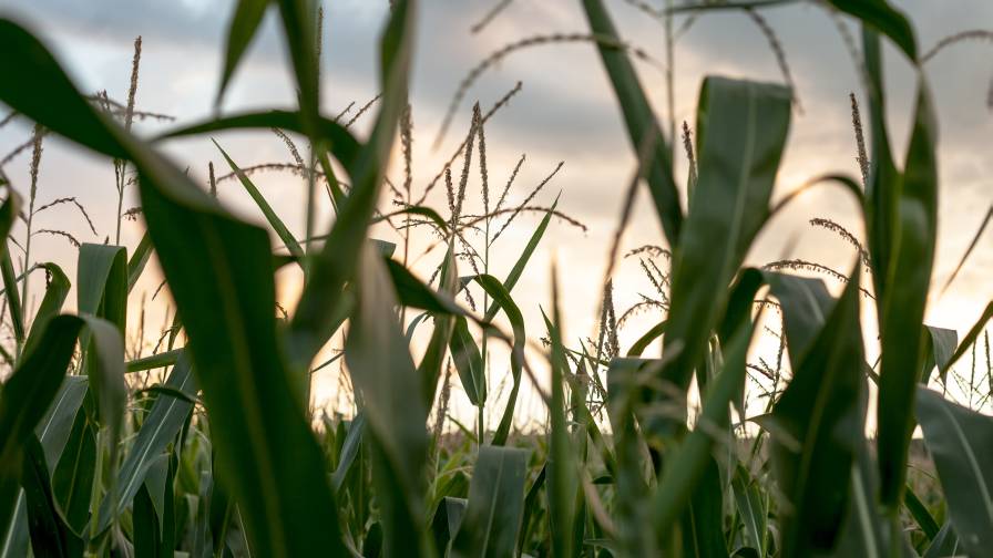 Phospholutions’ Craig Dick Shares Update on RhizoSorb, Sustainability and Global Expansion