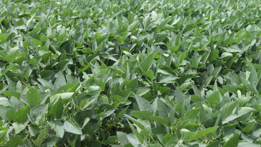 ZeaKal’s PhotoSeed Technology Validated as First Sustainability-Embedded Trait