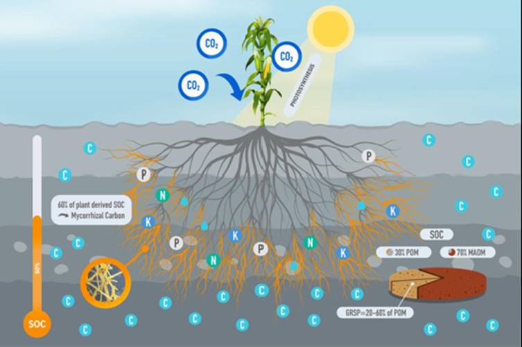 Groundwork BioAg Launches New Carbon Program