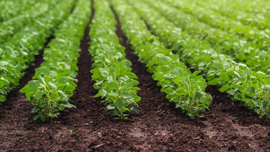 Biologicals in Row Crops: Building Towards a Brighter Future