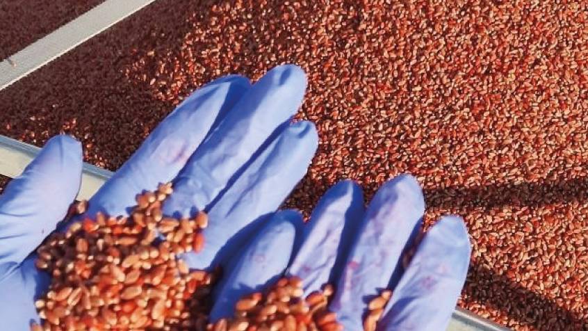 BASF Introduces Flo Rite Pro 02 Plantability Polymer