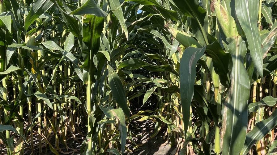 New Data from Purdue University for Instinct NXTGEN Nitrogen Stabilizer