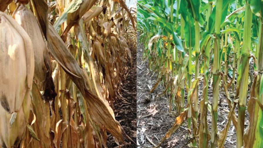 Left: Syngenta untreated field. Right: Syngenta treated field Miravis Neo. Photo: Syngenta