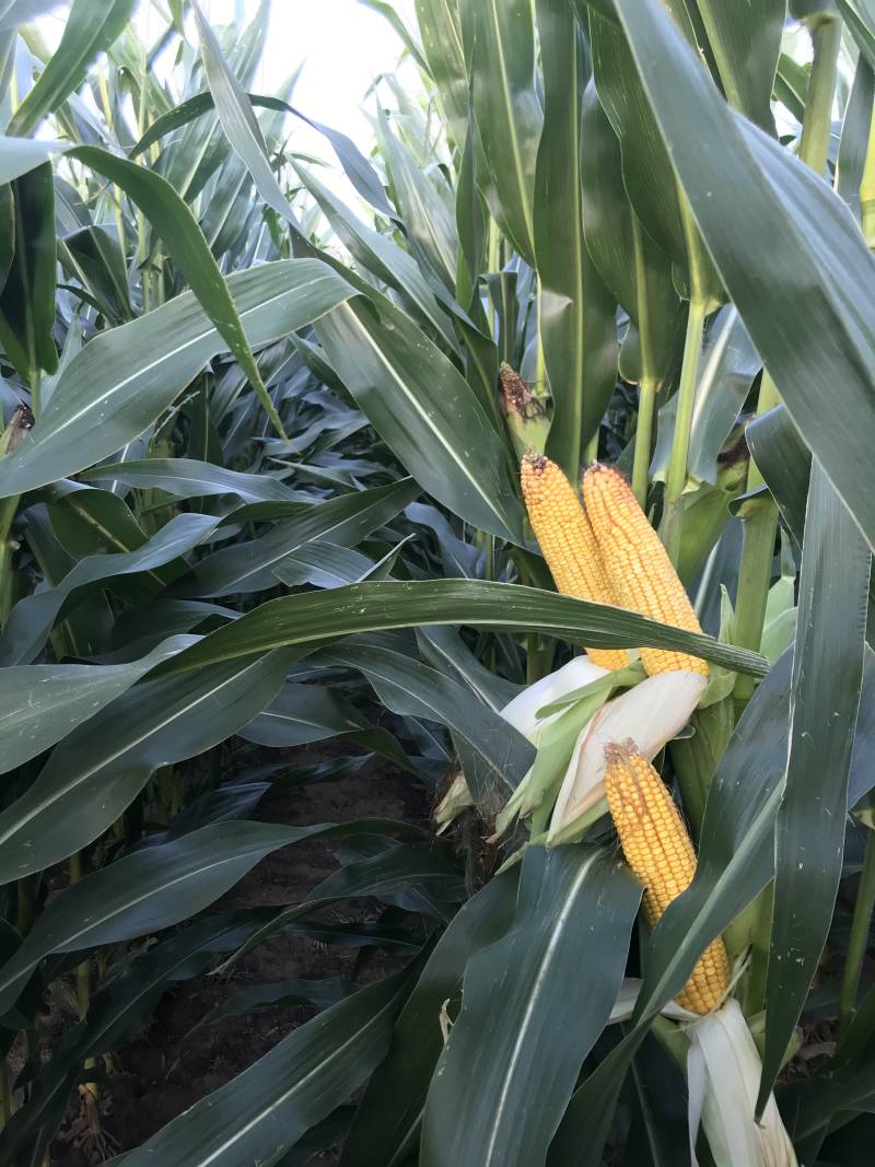 Micronutrients benefit the both the yield and health of a variety of crops including corn. Photo: Nachurs