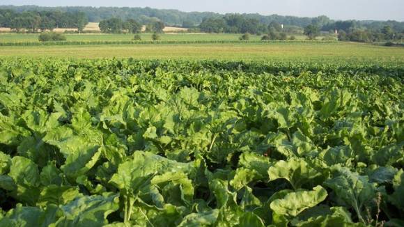 Corteva Launches Verpixo Fungicide With Adavelt Active for U.S. Sugarbeet Market