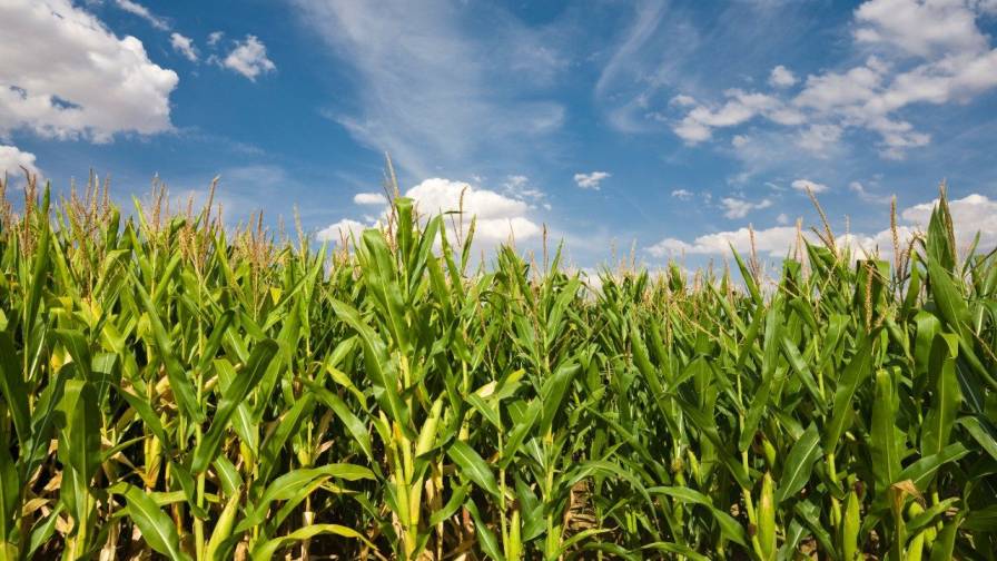 Iowa Corn Farmers Thank Attorney General Bird for Support of Year-Round E15