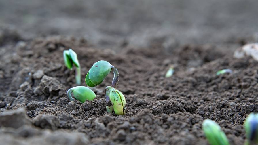 DPH Biologicals to Develop First Fungal Chitosan Seed Treatment for U.S. Growers