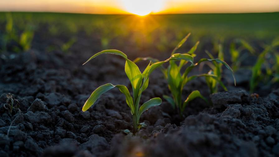 The Biologicals Market Performance: Making Some Significant Headway