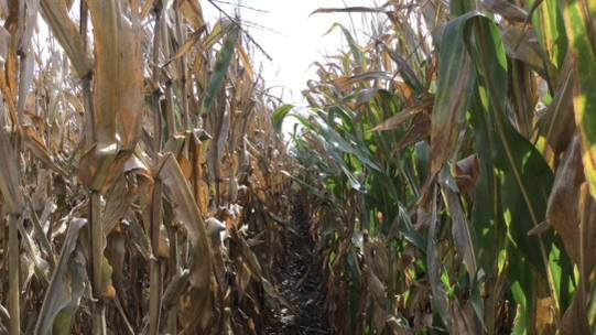 A Seed Strategy That Maintains Top Yield Potential and Limits Risk