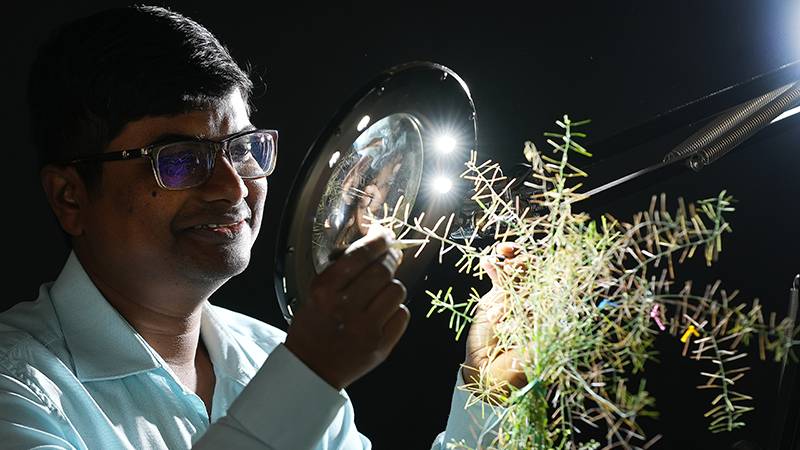 Purdue-USDA Team Develops Fast-Track Process for Genetic Improvement of Plant Traits
