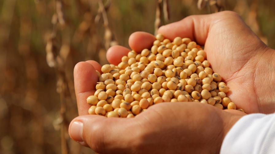 BASF Unveils 19 New Xitavo Soybean Seed Products for the 2025 Season