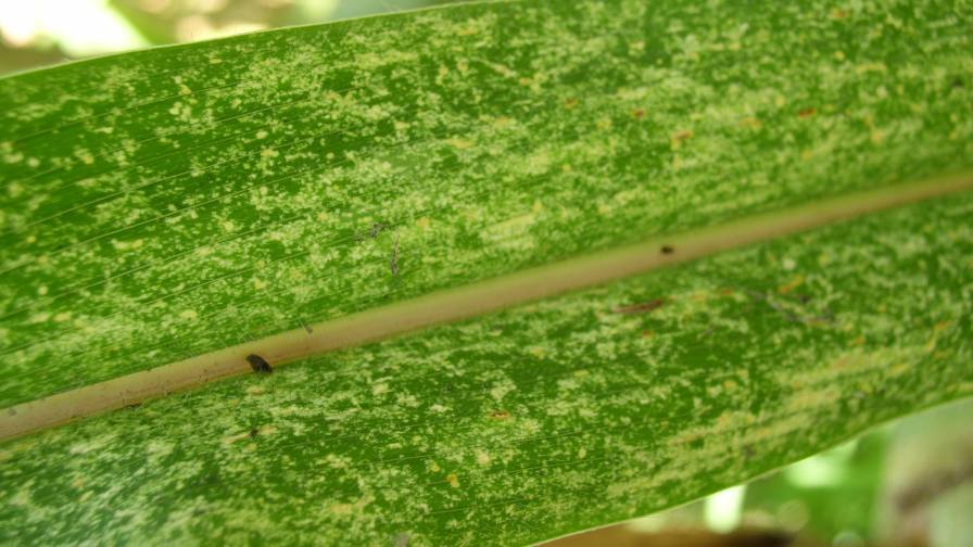 Understanding Corn Stunt – A Growing Presence for U.S. Farmers