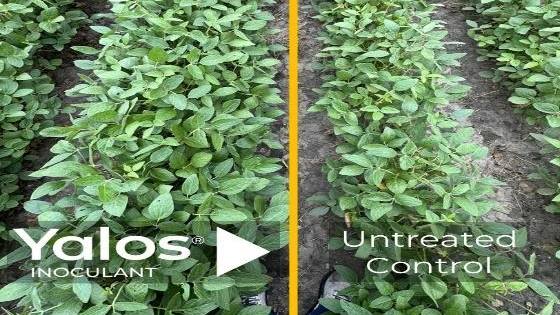 Lavie Bio Announces Commercial Expansion of Yalos As Seed Treatment for Soybean