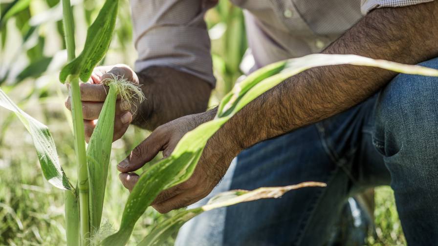 Insecticide Resistance Is Futile: These Products Will Lead the Way in Insect Control in 2025