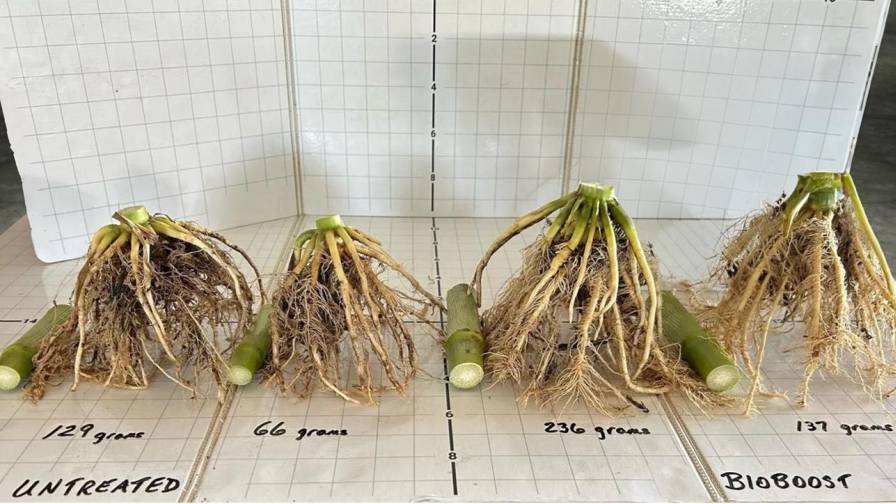 New Planter Box Seed Treatment from BW Fusion Provides Season-Long Benefits
