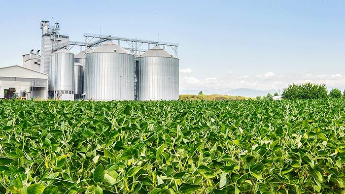 Grain Elevator Outlook: Strong Dollar, Policy Uncertainty Could Slow Demand for U.S. Corn and Soybeans