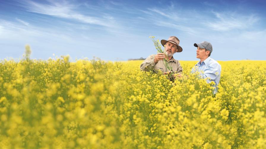 Bayer and Neste Close Commercial Agreement to Jointly Scale Newgold Winter Canola for Biofuels Production