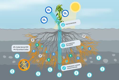 Groundwork BioAg and Sustainable Travel International Partner to Offer Carbon Dioxide Removal Credits for Tourism
