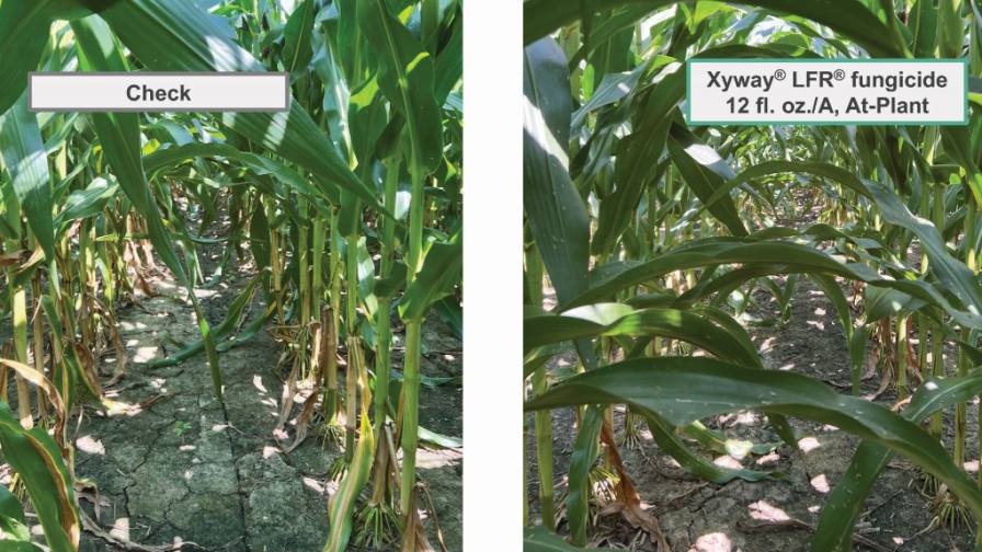Environmental Dynamics Spur Fungicide Growth