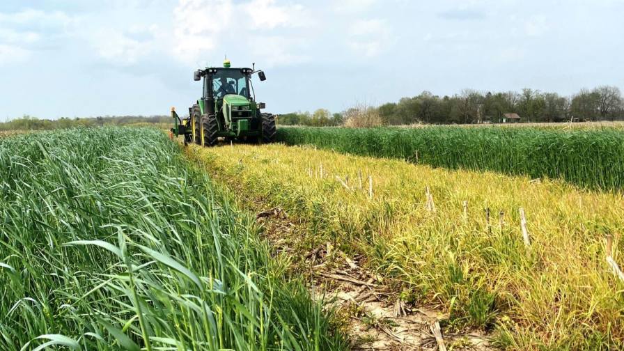 Planting Soybean Green Proves Effective for Waterhemp and Palmer Amaranth Suppression