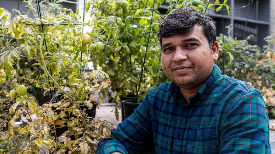 New Discovery Boosts Plant Pest Defenses — A Game Changer for Crop Resilience