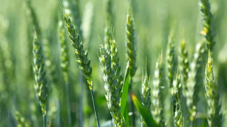 Pivot Bio Expands RETURN Production for Winter Wheat