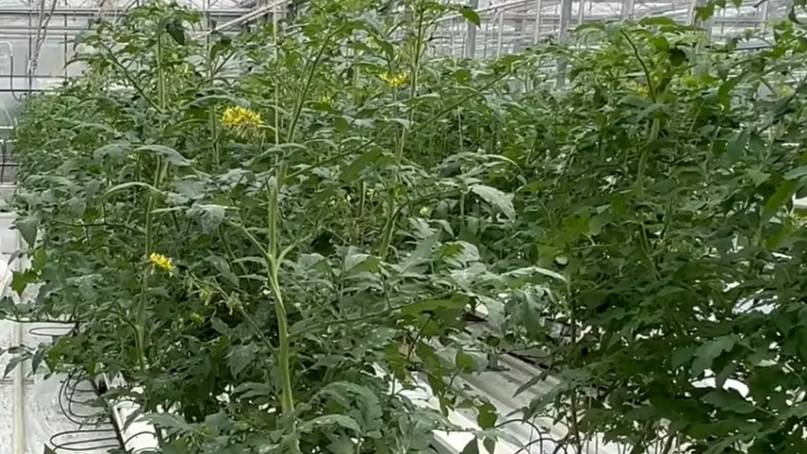 Biotalys Advances Toward Registration of EVOCA in California with Start of Public Consultation