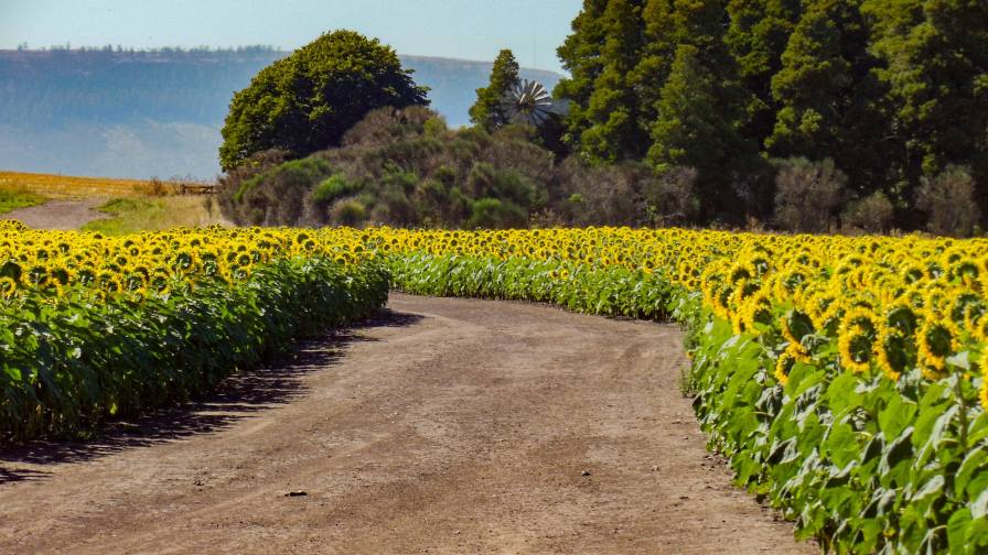 Syngenta and PepsiCo Reward Farmers for Regenerative Farming Practices