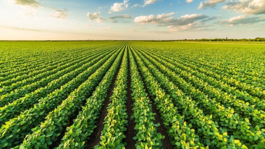 Setting Up Crops for Success Against Weed Resistance