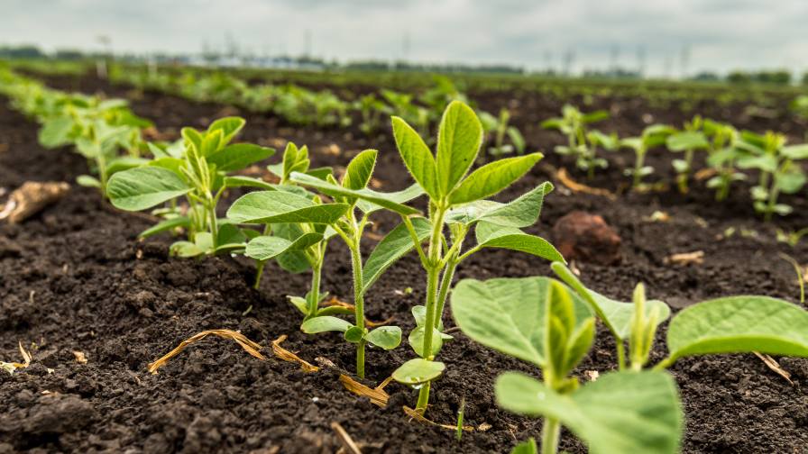 ASA Says China Soybean Commitments are Critical Amid Continued Tariffs