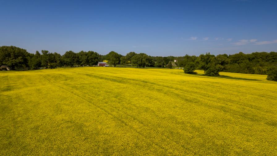 Winter Canola: A Growing Opportunity for Mid-South Farmers