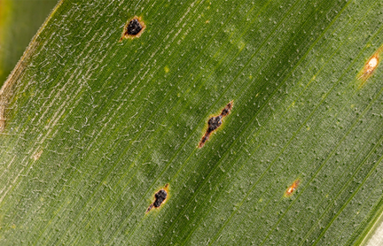 Combating Tar Spot in Corn: Enhancing Yields and Improving Soil Health with Spectra