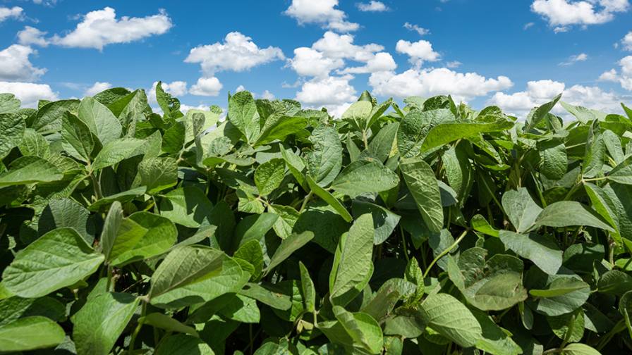 FFAR’s Rapid Response Grant Addresses Red Crown Rot in Soybeans