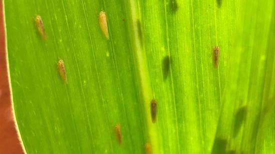 Closeup adult leafhoppers on corn leaf. Photo: Pioneer