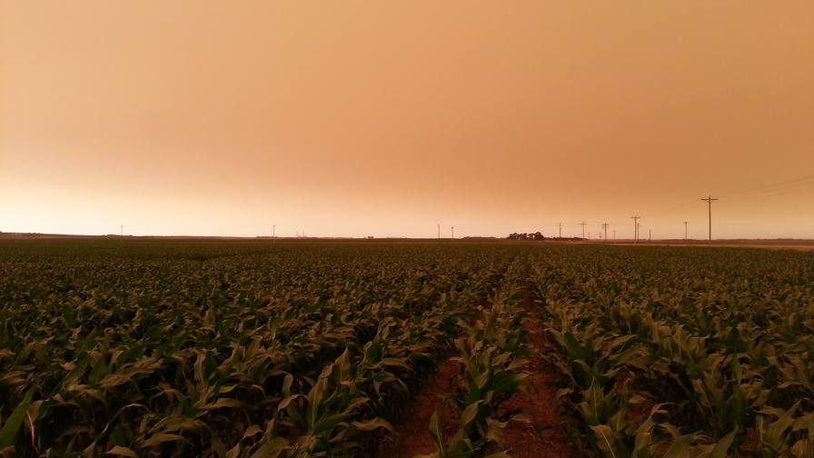 What Effect Does Wildfire Smoke Have on Midwest Crops?