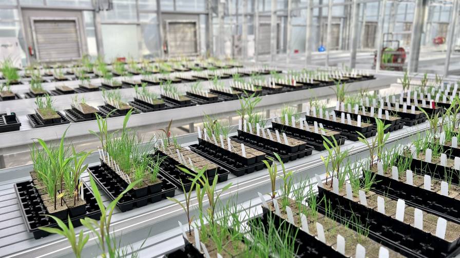How Enko Is Using AI to Fast-Track the Future of Herbicides