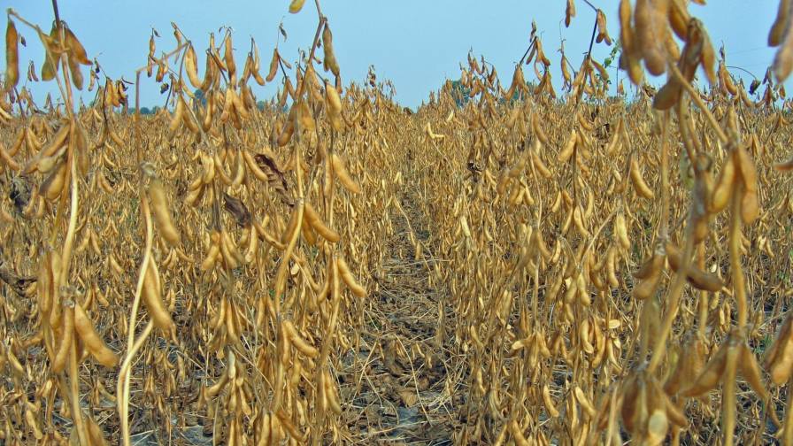 Yield Innovations Launches YieldOS to Deliver Personalized Agronomy