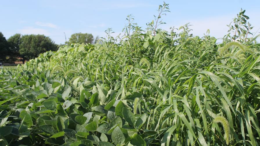 Check Your Herbicide-Resistance Risk With This Calculator