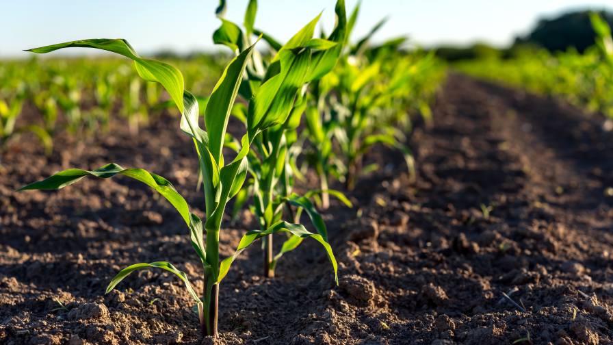 Why Nutrient Efficiency Has Become the New Standard in Crop Production