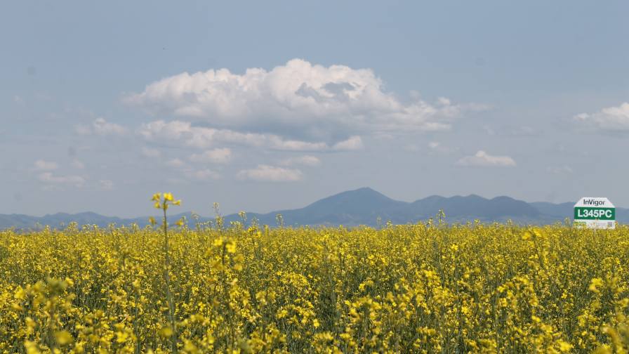 BASF Forms Partnership With Bunge to Advance InVigor Gold Canola Launch