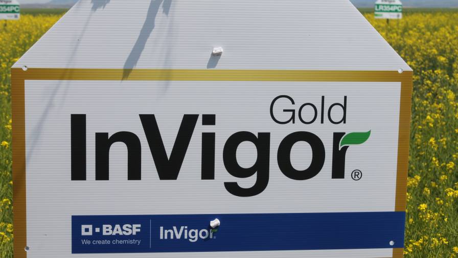 Next-Gen Canola: InVigor Gold Marries Genetic Innovation With Real-World Farm Value